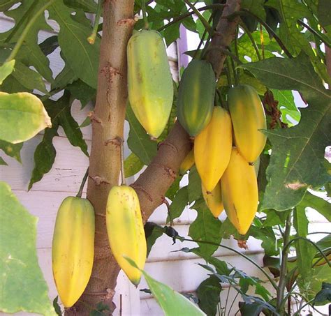 favourable land for growth of babaco fruit