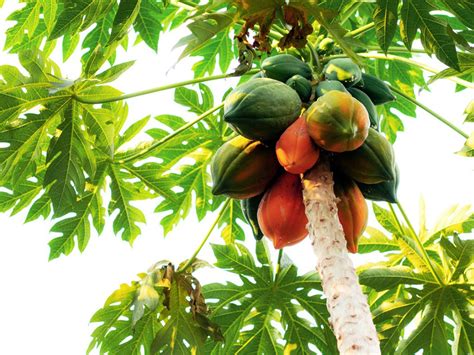 favourable land for growth of papaya