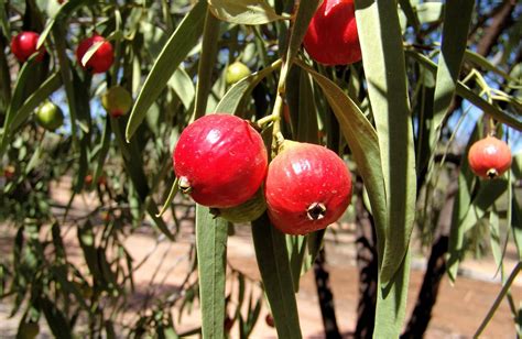 favourable land for growth of quandong fruit