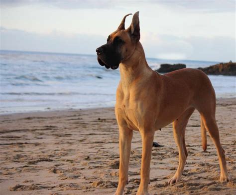 fawn colored great dane
