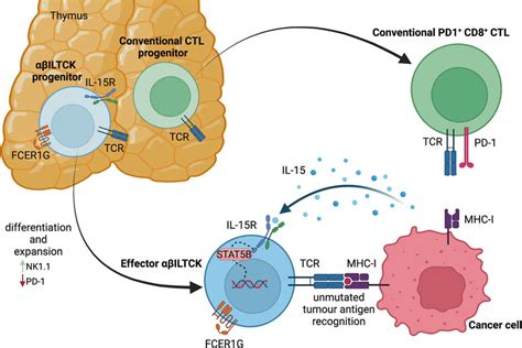 fcer1g nk cell