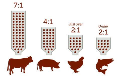 fcr meaning in poultry