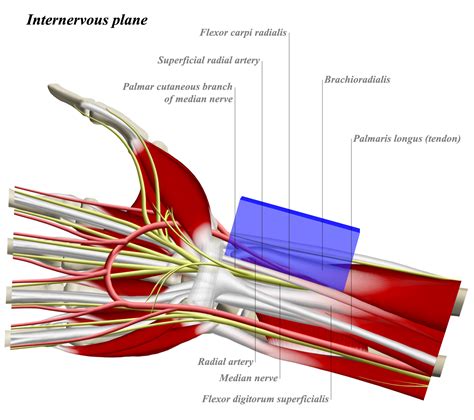 fcr tendon sheath