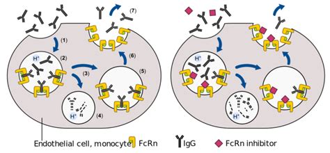 fcrn inhibitor approved