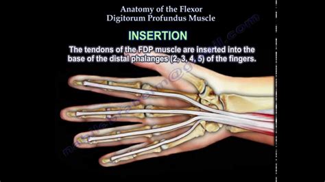 fdp tendon anatomy