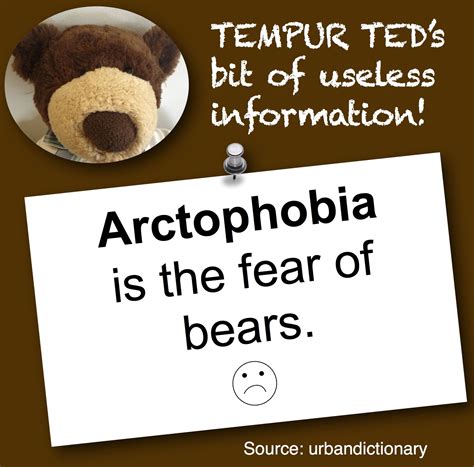 fear of bears phobia