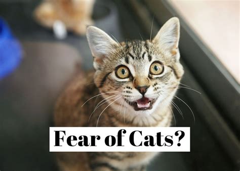 fear of cats