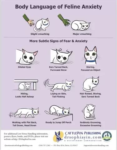 Fear-Free Cat Handling Techniques