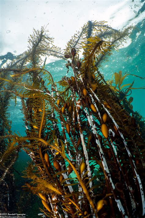 Feather Boa Kelp Adaptations