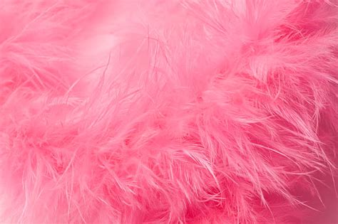 Feather Bower Pink Delight: A Garden's Hidden Gem