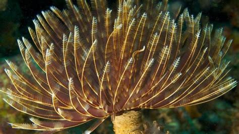 Feather Duster Worm Video