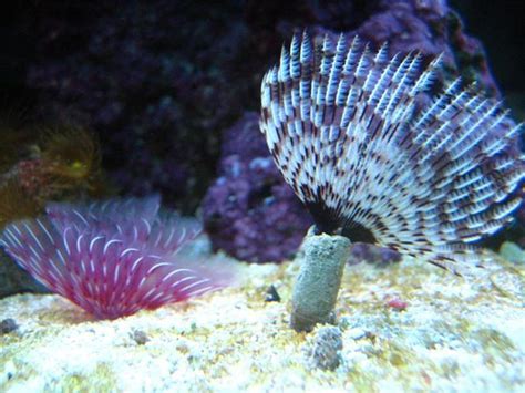 Feather Dusters In Live Rock