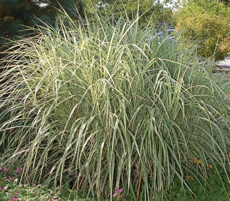 feather reed grass overdam