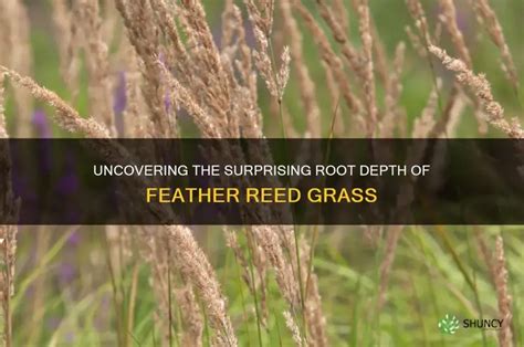 Feather Reed Grass Root System