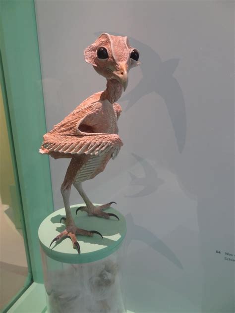 featherless barn owl