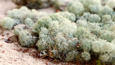 Features Of Reindeer Moss
