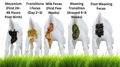 Understanding Feces During Birth: Causes and Complications Explained