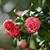 feed - 01 camellia color