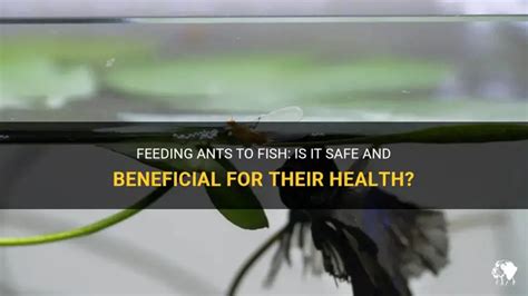 Feed Ants To Fish