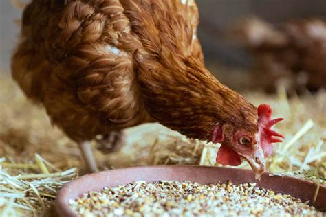 Feed Chickens Inside Or Outside