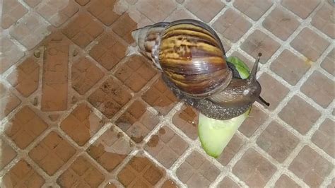 Feed Snails Cucumber
