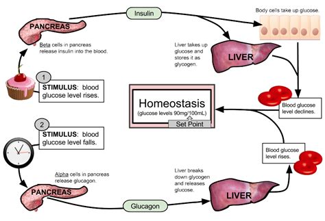 Feedback Loop Glucose Examples