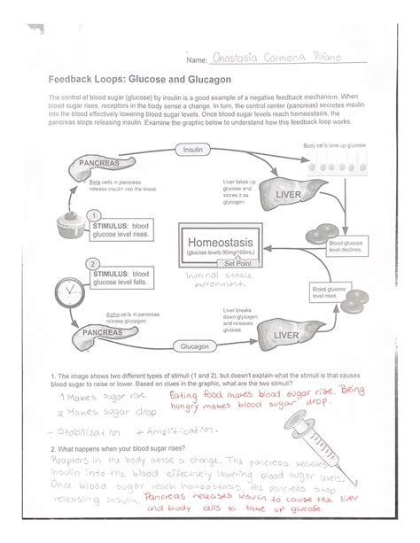 Aqa Biology B5 Blood Glucose Negative Feedback Worksheet —