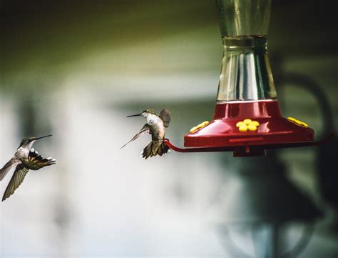 feeder leaking hummingbird