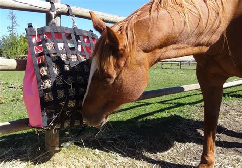 feeding alfalfa to horses