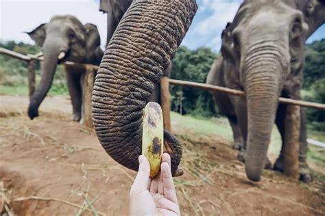 Feeding Elephants Peanuts