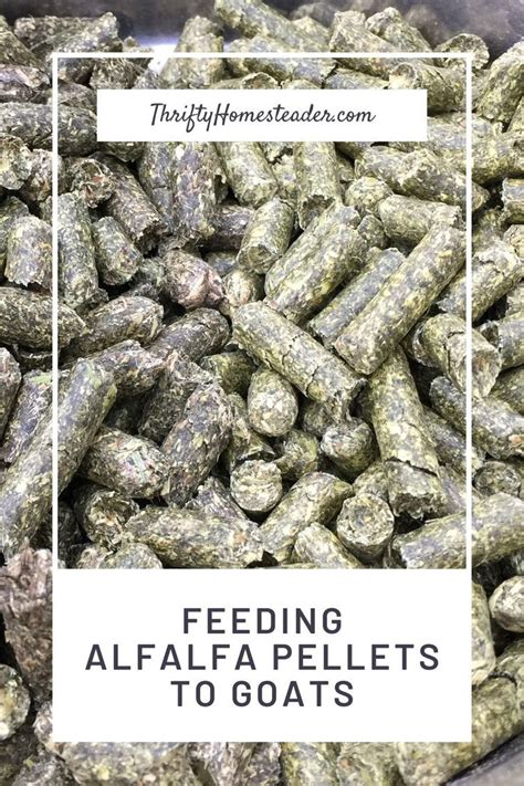 feeding goats alfalfa pellets