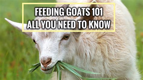 feeding goats for beginners