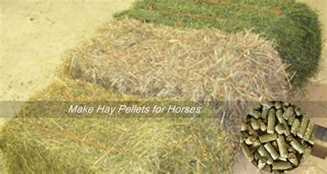 feeding hay pellets to horses