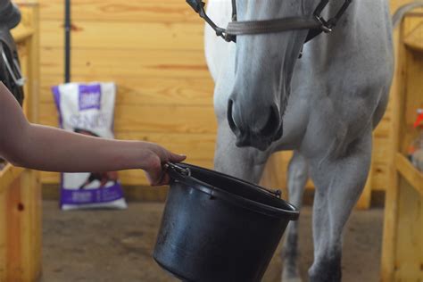 feeding pellets to horses