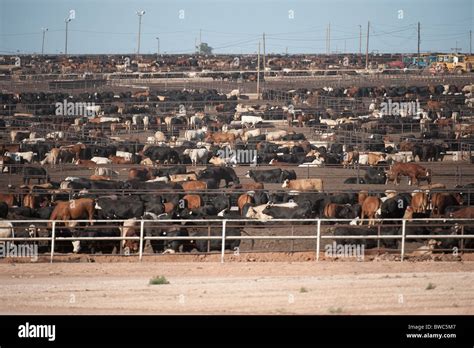 feedlots in east texas