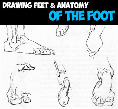 Feet Anatomy Tutorial