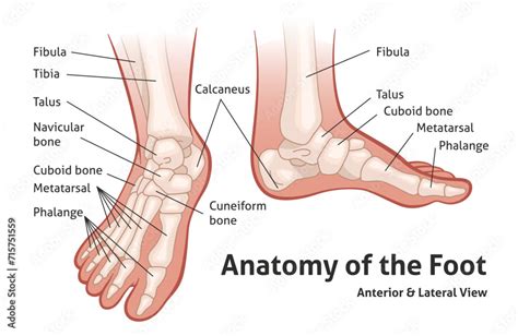 Feet Bones Anatomy