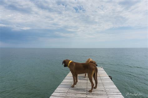 Fehmarn mit Hund Urlaub mit Hund am Meer Ostsee Urlaub Fehmarn