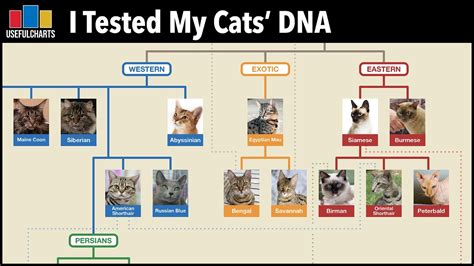 feline dna test