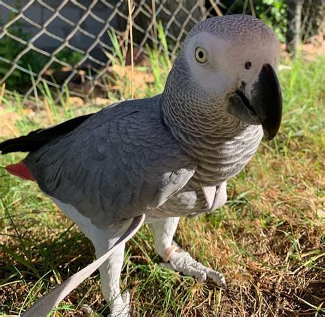 female african grey for sale