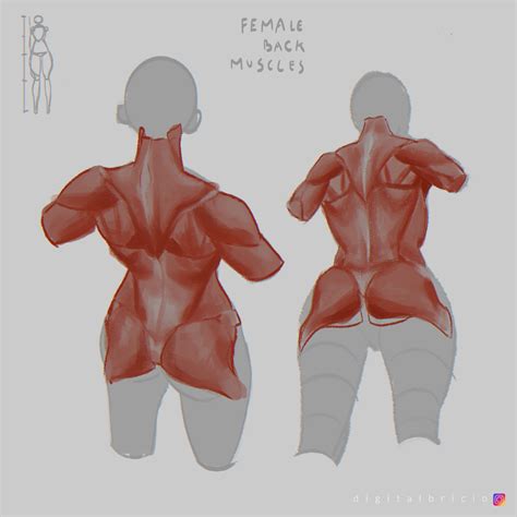 Female Anatomy Back View Drawing