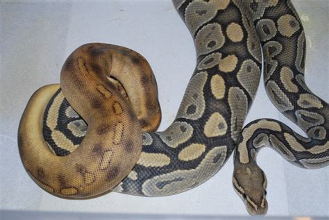 Female Ball Python Breeding Weight