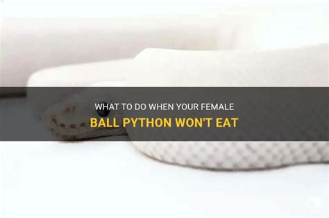 Female Ball Python Not Eating
