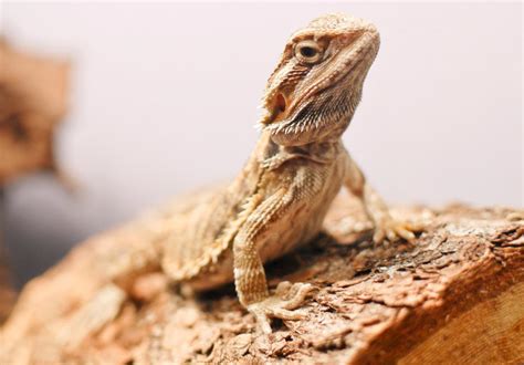 female bearded dragon lifespan