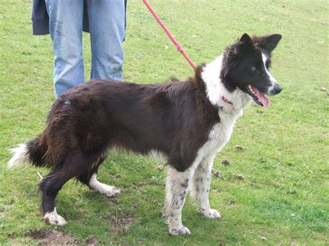 female border collies for rehoming