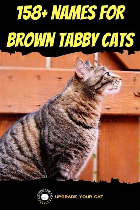 female brown tabby cat names