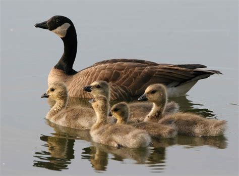 female canadian goose bird