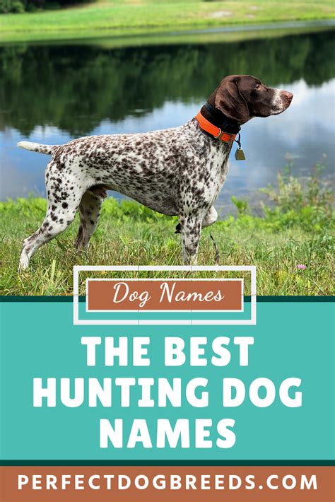 Female Dog Names for Hunting