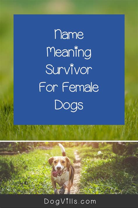 Female Dog Names That Mean Survivor or Fighter