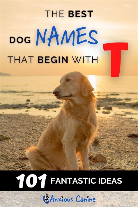 female dog names that start with t